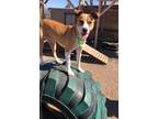 Adopt Lynn a Terrier (Unknown Type, Small) / Retriever (Unknown Type) / Mixed