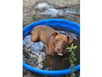 Adopt Hawk a Terrier (Unknown Type, Small) / Mixed dog in WAYNESVILLE