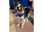 Adopt Snoopy a White - with Black Beagle / Mixed Breed (Medium) dog in Amherst