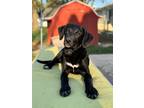 Adopt Kelly a Labrador Retriever / Mixed dog in Sun Prairie, WI (41007087)