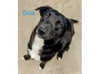 Adopt Onie a Australian Shepherd / Labrador Retriever / Mixed dog in Giddings