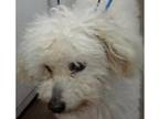 Adopt Alfie PKA Bob a White Poodle (Miniature) / Mixed dog in Dallas