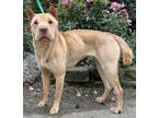 Adopt Miss Chow Mien a Tan/Yellow/Fawn Shar Pei / Mixed dog in Mishawaka