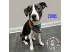 Adopt Cyrus a Brindle - with White American Staffordshire Terrier / Australian