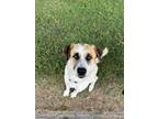 Adopt River a White - with Tan, Yellow or Fawn Collie / Australian Shepherd dog