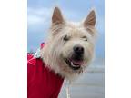 Adopt Riley (S. Korea) hz a White Terrier (Unknown Type, Medium) dog in Langley