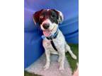 Adopt Gabriel a Black - with White Australian Cattle Dog dog in Troy