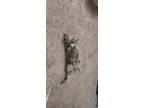 Adopt Jack a Gray or Blue Chartreux / Mixed (short coat) cat in Las Vegas
