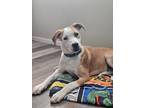 Adopt Doc a American Pit Bull Terrier dog in Windsor, CO (40820891)