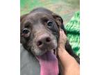 Adopt Truffle 23 a Mixed Breed (Medium) / Labrador Retriever / Mixed dog in