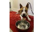 Adopt Wrigley a White American Staffordshire Terrier / Mixed dog in Tracy