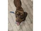 Adopt Hershey a Brown/Chocolate Rottweiler / Mixed dog in Tracy, CA (41087302)