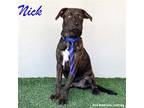 Adopt Nick a Brindle - with White Dutch Shepherd / Labrador Retriever / Mixed