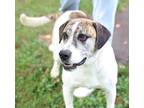 Adopt Rum a Hound (Unknown Type) / American Pit Bull Terrier / Mixed dog in