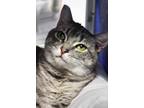 Adopt Grey a Domestic Shorthair / Mixed cat in Indiana, PA (41190641)