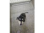 Adopt Brioche a Tricolor (Tan/Brown & Black & White) Beagle / Mixed dog in