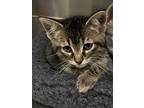 Adopt Turkey Lurkey a Gray or Blue Domestic Mediumhair / Mixed Breed (Medium) /
