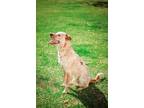 Adopt Washington a Australian Cattle Dog / Boxer / Mixed dog in Bradenton