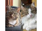 Adopt Luna and Skye a Brown Tabby Domestic Shorthair (short coat) cat in