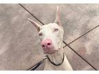 Adopt Snow a White Doberman Pinscher / Mixed dog in Phoenix, AZ (41228985)