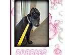 Adopt Bubbles a Black - with White Plott Hound / Labrador Retriever / Mixed dog