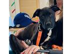 Adopt Birdie a Black - with White Plott Hound / Labrador Retriever / Mixed dog