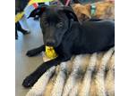 Adopt Lilo a Black - with White Plott Hound / Labrador Retriever / Mixed dog in