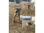 Adopt Gladys a Brindle Boxer / Mixed dog in Saint James, MO (41228907)
