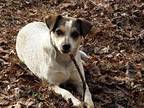 Adopt Angel a Tricolor (Tan/Brown & Black & White) Australian Cattle Dog / Blue