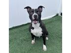 Adopt Jack a Black American Pit Bull Terrier / Mixed Breed (Medium) dog in