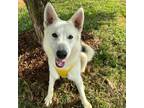 Adopt Phantom a Tan/Yellow/Fawn Husky / Mixed Breed (Medium) dog in Columbia
