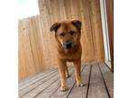 Adopt Layla a Red/Golden/Orange/Chestnut Chow Chow / Mixed dog in Stagecoach