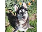 Adopt (TriPawd) Willa a Black - with White Siberian Husky dog in Calistoga
