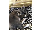 Adopt Sonic a Domestic Shorthair / Mixed (short coat) cat in Dalton