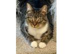 Adopt Zypher a Brown Tabby Domestic Shorthair / Mixed (short coat) cat in