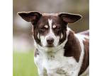 Adopt Hazel a White - with Brown or Chocolate Beagle / Mixed Breed (Small) /