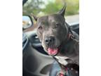 Adopt Addison a Gray/Blue/Silver/Salt & Pepper American Pit Bull Terrier dog in