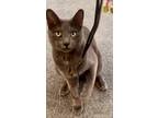 Adopt Ichiro a Gray, Blue or Silver Tabby Russian Blue (short coat) cat in