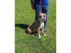 Adopt Piglet a Tan/Yellow/Fawn American Pit Bull Terrier / Mixed Breed (Medium)