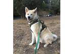 Adopt Hiro (Hiroshima) a Tan/Yellow/Fawn Akita / Mixed dog in Santa Clarita