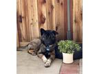 Adopt Jaxon 'Jax' a Brown/Chocolate - with Black Akita / Mixed dog in Santa