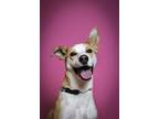 Adopt Rudy a Tan/Yellow/Fawn Australian Cattle Dog / American Pit Bull Terrier /