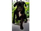 Adopt Ruby a Black Labrador Retriever / Mixed Breed (Medium) / Mixed (short