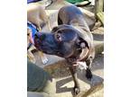 Adopt Coco a Black American Staffordshire Terrier / Mixed Breed (Medium) / Mixed