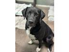 Adopt Luke B a Black Labrador Retriever / Mixed Breed (Medium) / Mixed (short