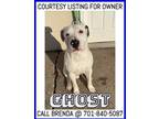 Adopt Ghost-COURTESY LISTING a White - with Black Pit Bull Terrier / Husky /