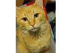 Adopt Squeaks a Orange or Red Tabby American Shorthair (short coat) cat in