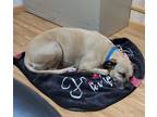Adopt Stella a Boxer / American Pit Bull Terrier / Mixed dog in Medford