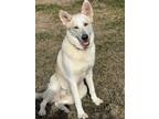 Adopt Tessa a White - with Gray or Silver German Shepherd Dog / Husky / Mixed