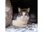 Adopt Raisin a Brown Tabby Domestic Shorthair / Mixed Breed (Medium) / Mixed